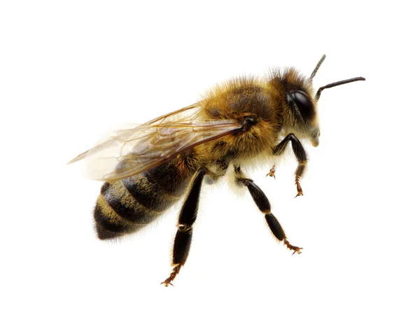 Abeja Aislada Blanco — Foto de Stock