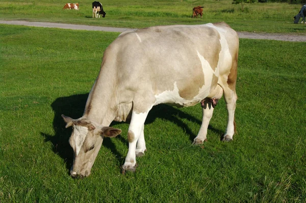 Kuh Weidet Auf Einer Grünen Wiese — Stockfoto