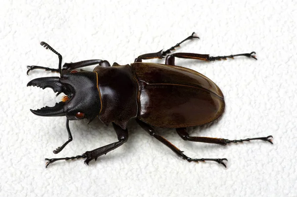 Stag Beetle Arka Plan Üzerinde Izole — Stok fotoğraf