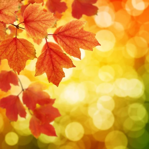 Herbstblätter Auf Verschwommenem Hintergrund — Stockfoto