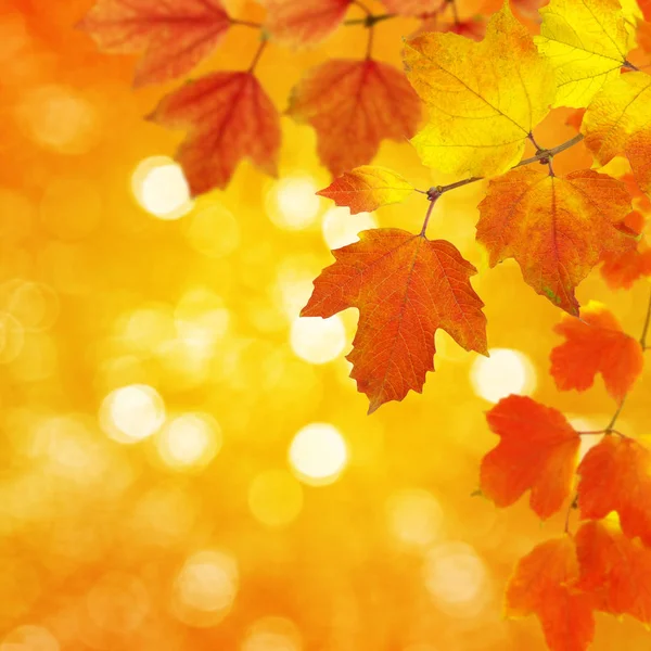 Herfst Bladeren Een Wazige Achtergrond — Stockfoto