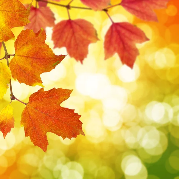 Autumn Leaves Blurred Background — Stock Photo, Image