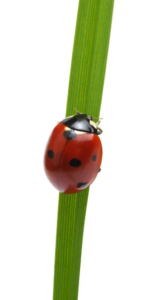 Ladybug Isolated Stok Foto Ladybug Isolated Gambar Bebas Royalti Depositphotos