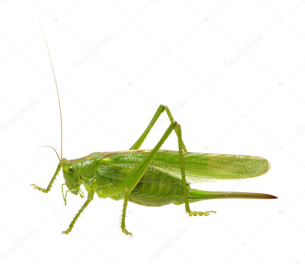 Green locust isolated on white background 