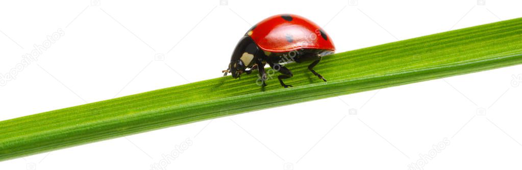 Ladybug on green grass isolated on white background