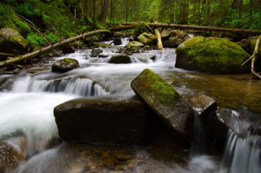 Dağ nehri yeşil ormandan akıyor. Ormanda akarsu.