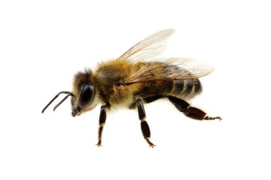 Arı beyazı izole etti.