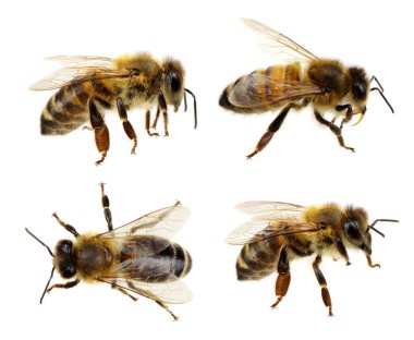 Whit üzerinde izole arı kümesi