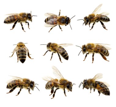 Whit üzerinde izole arı kümesi