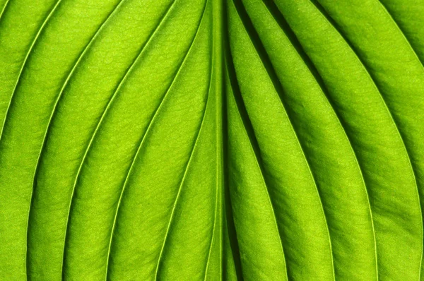 Yeşil Yapraklar Arka Plan Yaprak Dokusu — Stok fotoğraf