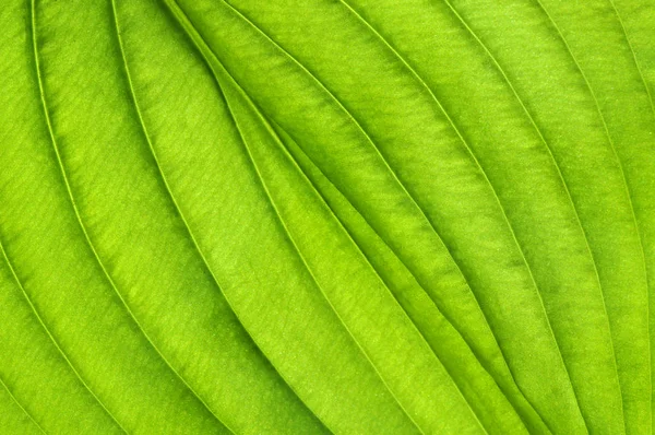 Verde Deixa Fundo Textura Foliar — Fotografia de Stock