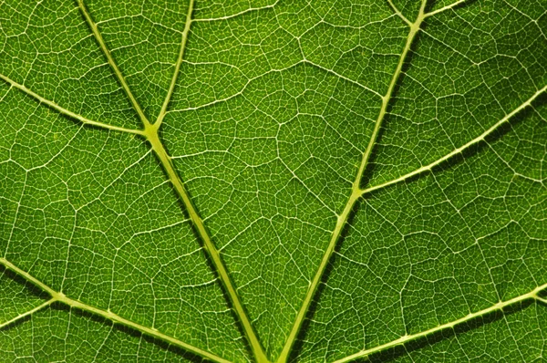 Groene Bladeren Achtergrond Bladtextuur — Stockfoto