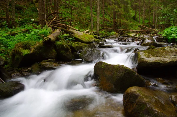 Dağ nehri yeşil ormandan akıyor. Ormanda akarsu.