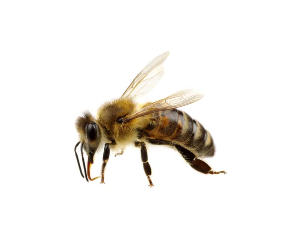 Μέλισσα Απομονωμένη Στο Λευκό — Φωτογραφία Αρχείου