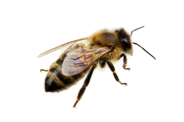 Μέλισσα Απομονωμένη Στο Λευκό — Φωτογραφία Αρχείου