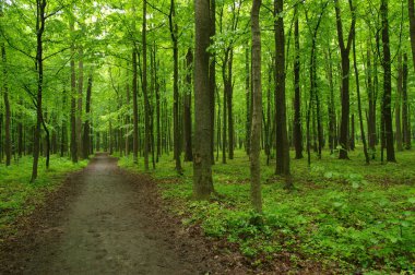 Yeşil orman ve yol