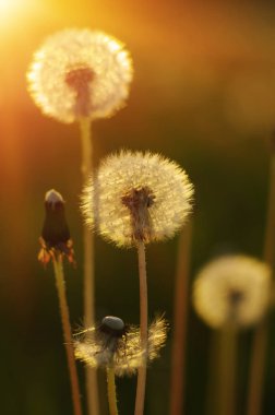 Karahindiba tarlada güneşte