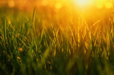 Güneş ışını ile yeşil çim arka plan. Parlak doğal bokeh. Yumuşak odak. Soyut doğa arka plan .