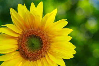 Yeşil arkaplanda ayçiçeğini kapat