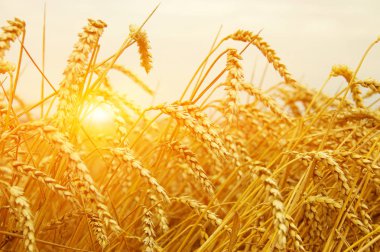 Buğday portre. Buğday alan tarih Pzr. Hasat ve gıda kavramı