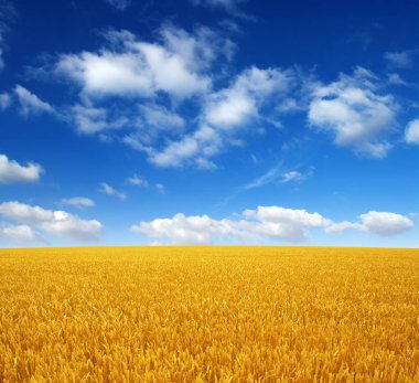 Beyaz bulutlu buğday tarlası ve gökyüzü