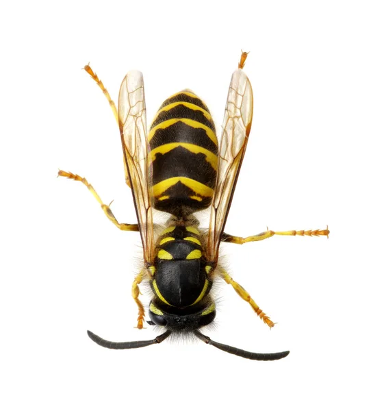 Wasp Isolated White Background — Stock Photo, Image