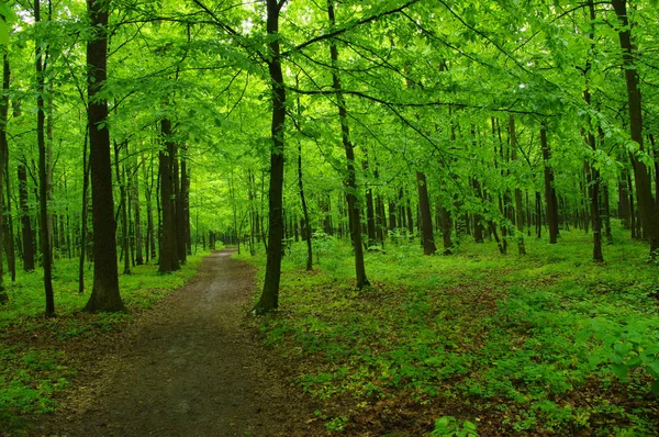 Grüner Wald Und Der Pfad — Stockfoto