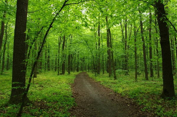 Floresta Verde Caminho — Fotografia de Stock