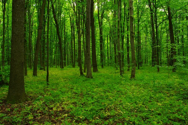 Schöner Grüner Wald Frühling — Stockfoto