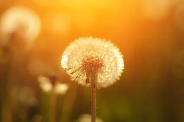 Löwenzahn Der Sonne Auf Dem Feld — Stockfoto