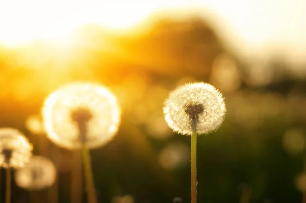 Denti Leone Sole Sul Campo — Foto Stock