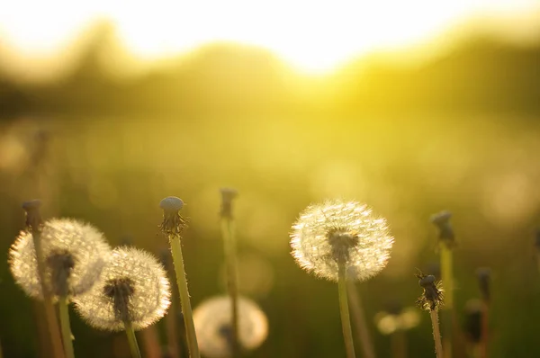 Denti Leone Sole Sul Campo — Foto Stock