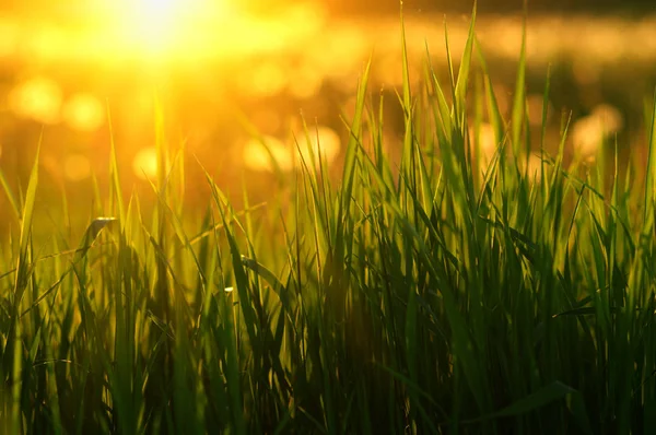 Zelená Tráva Pozadí Sluneční Paprsek Světlé Přírodní Bokeh Měkké Zaostření — Stock fotografie