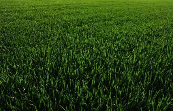 Achtergrond Van Een Groen Gras — Stockfoto