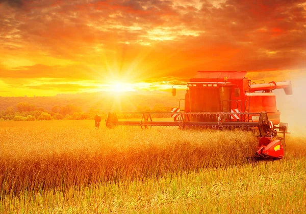 Combineer Werken Veld Harvester Oogsten — Stockfoto