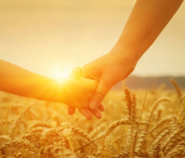 Mains Mère Fille Soleil Tenant Mutuellement Sur Champ Blé — Photo