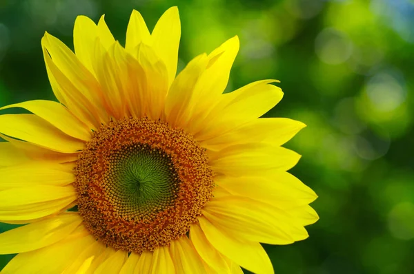 Yeşil arkaplanda ayçiçeğini kapat