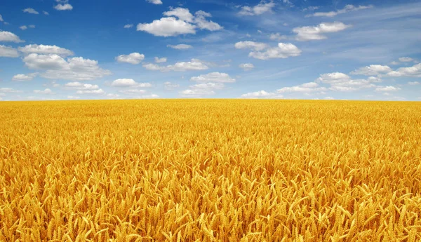 Beyaz bulutlu buğday tarlası ve gökyüzü