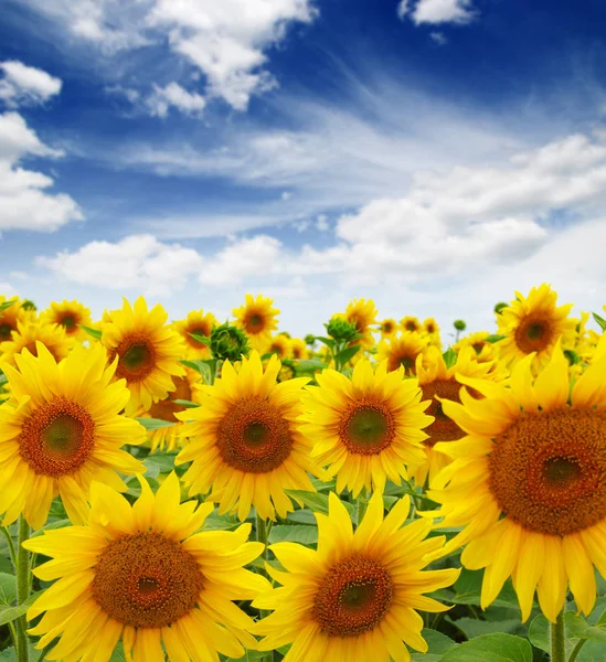 Sonnenblumen Feld Himmel Hintergrund — Stockfoto