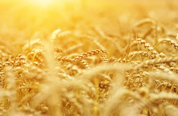 小麦特写 麦田在太阳上 收获和食品的概念 — 图库照片
