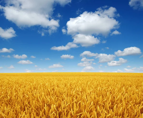 Beyaz bulutlu buğday tarlası ve gökyüzü