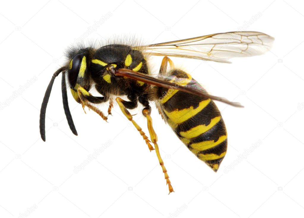 wasp isolated on white background