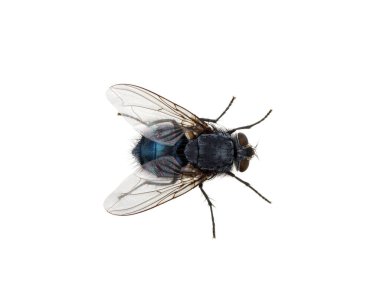 Bir beyaz üzerinde tek başına sinek