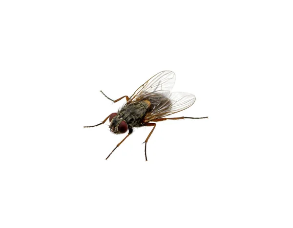 Fly Isolated White — Stock Photo, Image