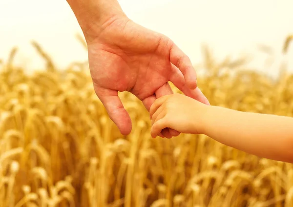 Mãos Criança Pai Campo Trigo — Fotografia de Stock