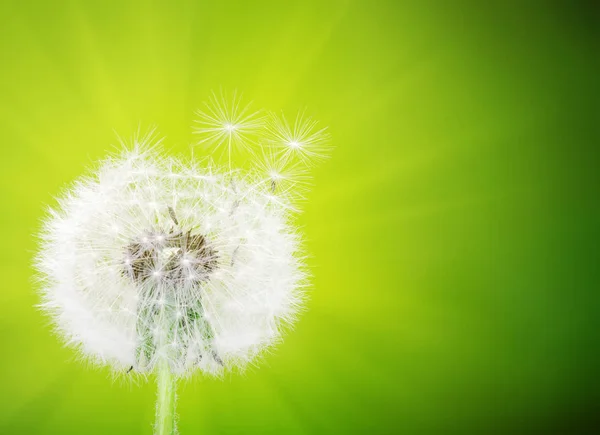 背景がぼやけているタンポポの花 — ストック写真