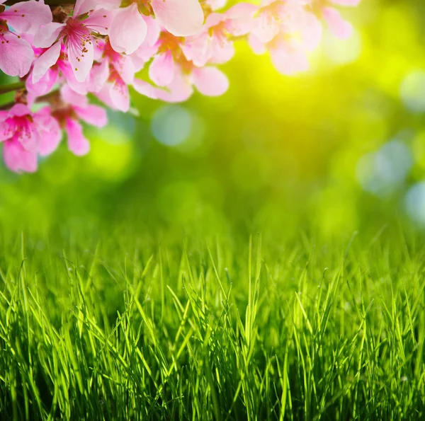 Lente Bloesem Met Zachte Vervaging Achtergrond Gras — Stockfoto