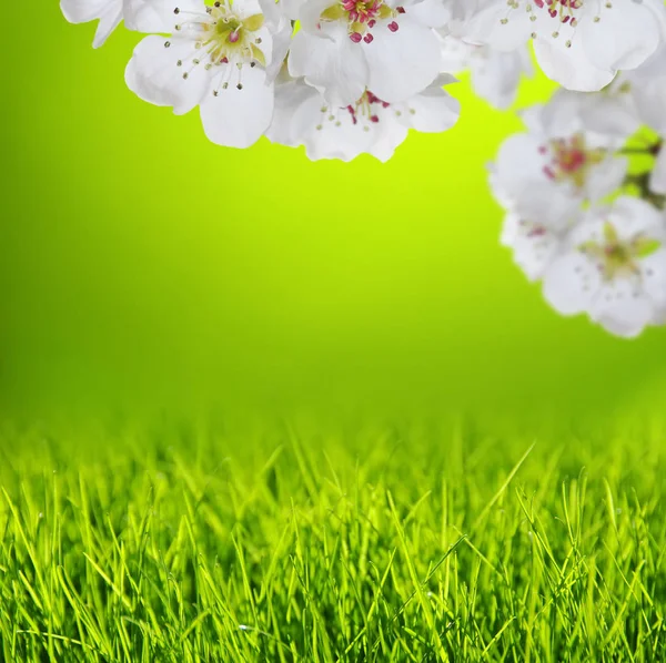 Spring Blossom Soft Blur Background Grass — Stock Photo, Image