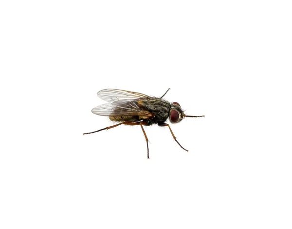 Mosca Aislada Sobre Blanco — Foto de Stock