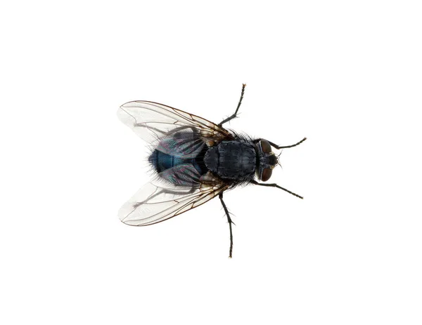 Mosca Aislada Sobre Blanco — Foto de Stock